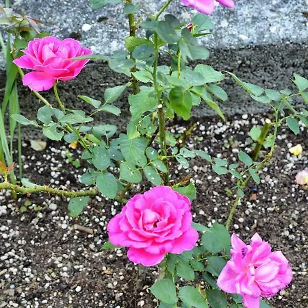 Casa Giardino Fiorito *