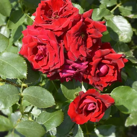 Giardino Fiorito Apartment *