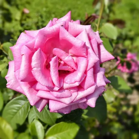 Giardino Fiorito Apartment San Siro (Lombardy)