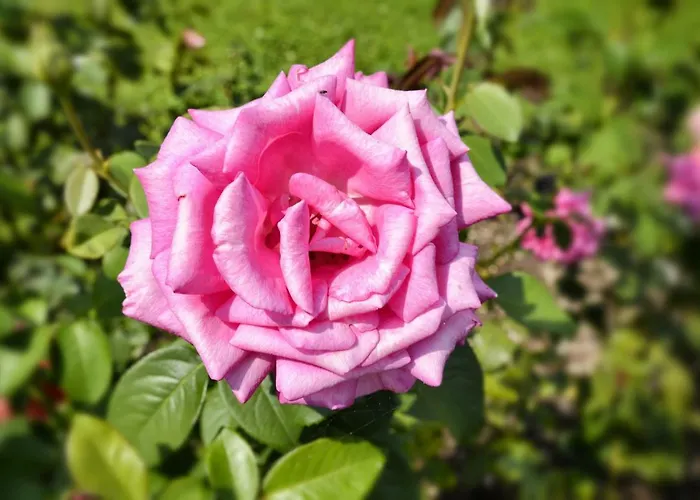 Casa Giardino Fiorito 아파트 산 시로